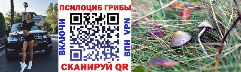 купить наркотик Зеленодольск Псилоцибиновые грибы Psilocybine cubensis